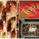 Форсайт и тараканы