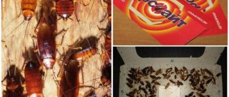 Forsyth and cockroaches