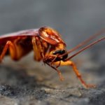 Фото американского таракана в квартире: как вывести, как кусает, может ли летать?