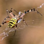 Photo: Argiope Brünnich