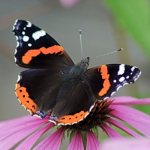 Фото: Бабочка адмирал