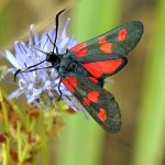 Фото: Бабочка пестрянка