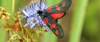Фото: Бабочка пестрянка
