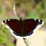 Фото: Бабочка траурница