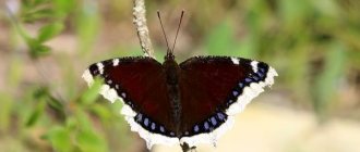 Photo: Mourning Butterfly