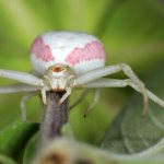 Фото: Белый каракурт