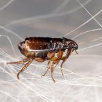 Фото: Блоха