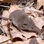 Фото: Большая землеройка