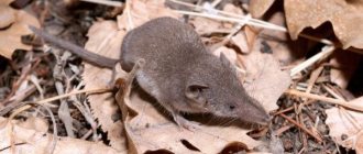 Фото: Большая землеройка