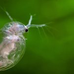 Фото: Дафния