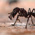 Фото: Как выглядит муравей пуля