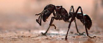 Photo: What a bullet ant looks like