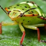 Фото: Клоп вонючка