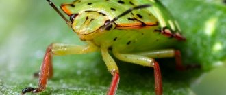 Photo: Stinkbug