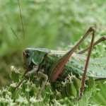 Photo: Grasshopper