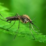 Фото: Малярийный комар