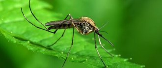 Photo: Malaria mosquito