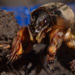 фото медведки