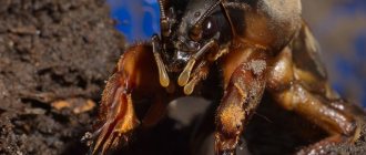 photo of mole cricket