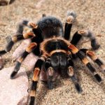 Фото: Паук тарантул