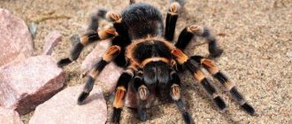 Photo: Tarantula spider