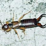 Photo of earwig