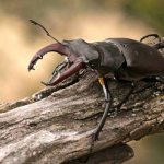 Фото: Жук олень