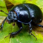 Фото: Жук скарабей