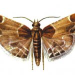Photo of meal moth