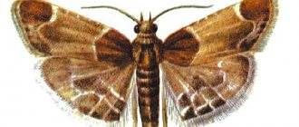 Photo of meal moth
