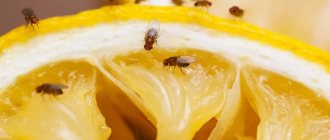 fruit fly