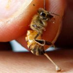 Functions of the sting and characteristics of the poison