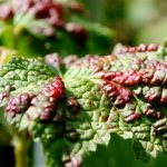 How to fight gall aphids on red currants