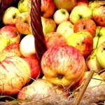 Where do midges live?