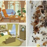 where do bedbugs live in an apartment