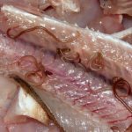 Гельминты в рыбе