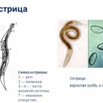Глисты и острицы - фото, это одно и тоже, в чем разница, чем отличаются