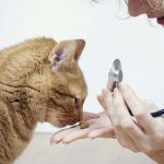 Глисты у кошек