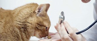 Worms in cats
