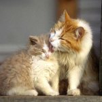 Глисты у кошм - способы передачи паразитов котятам