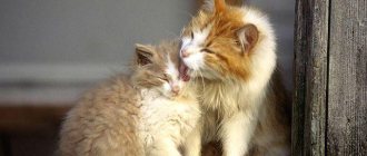 Глисты у кошм - способы передачи паразитов котятам