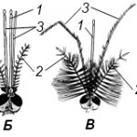 Heads of malarial and common mosquitoes