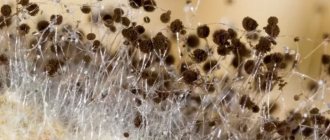 Mucor mushroom