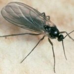 грибной комарик