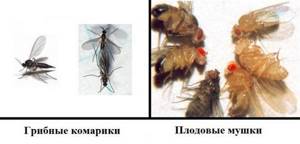 Грибные комарики и плодовые мушки