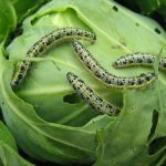 Гусеница на капусте