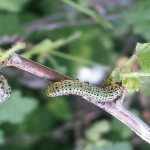 Гусеницы на крыжовнике