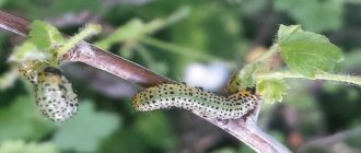 Гусеницы на крыжовнике