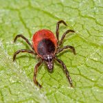 Иксодовый клещ (фото) - опасность для человека