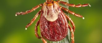Ixodid tick